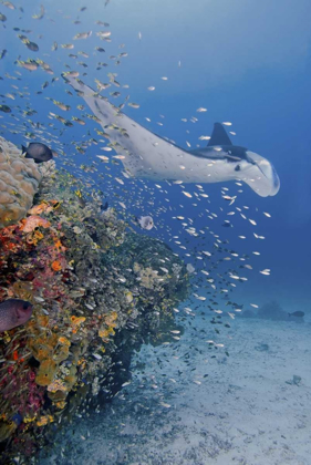 Picture of INDONESIA, PAPUA MANTA RAY, FISH AND CORAL