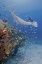 Picture of INDONESIA, PAPUA MANTA RAY, FISH AND CORAL