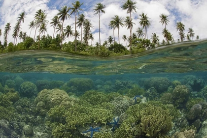 Picture of SOLOMON ISLANDS REEF AND ISLAND PALM TREES