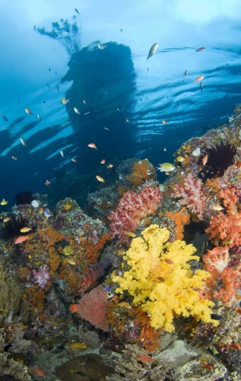 Picture of INDONESIA, MISOOL, BOO ISLANDS REEF SCENIC