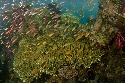 Picture of INDONESIA REEF PANORAMA OF CORALS AND FISH