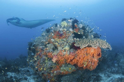 Picture of INDONESIA, PAPUA, DAMPIER STRAIT MANTA RAY