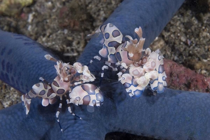 Picture of INDONESIA, LEMBEH STRAITS HARLEQUIN SHRIMP