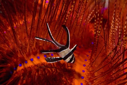 Picture of INDONESIA, SULAWESI A BANGGAI CARDINALFISH