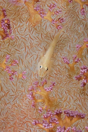 Picture of INDONESIA, TRITON BAY SOFT-CORAL GOBY FISH