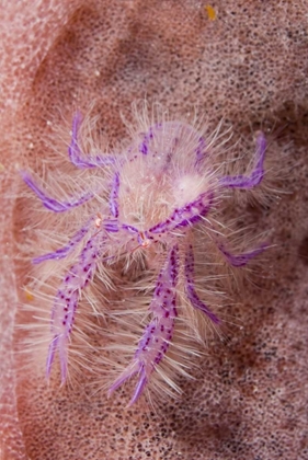 Picture of INDONESIA SQUAT LOBSTER AND BARREL SPONGES