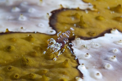 Picture of INDONESIA, LEMBEH STRAIT BUMBLE-BEE SHRIMP