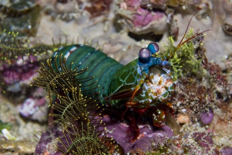 Picture of MANTIS SHRIMP, NEW GUINEA ISLAND, INDONESIA