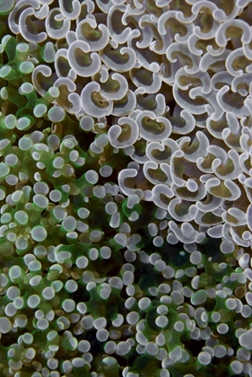 Picture of HARD CORALS ON REEF, AYAU ISLAND, INDONESIA