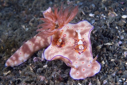 Picture of INDONESIA, TWO COLEMAN SHRIMP ON NUDIBRANCH