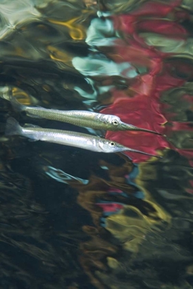 Picture of INDONESIA, PAPUA ABSTRACT OF HALFBEAK FISH