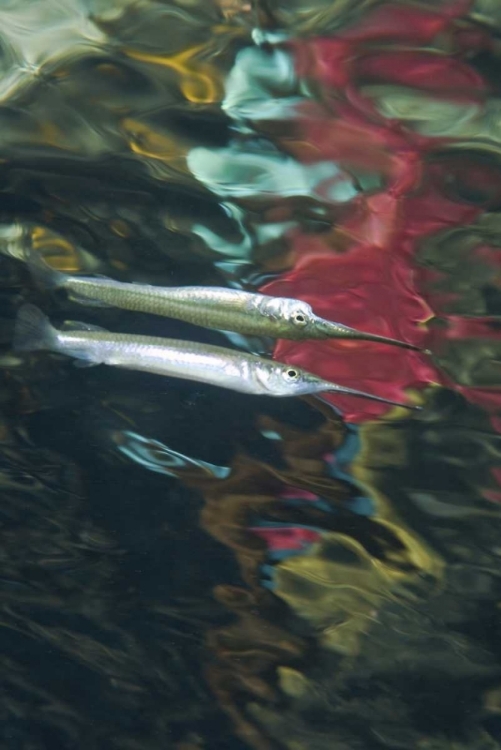 Picture of INDONESIA, PAPUA ABSTRACT OF HALFBEAK FISH