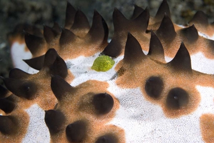 Picture of INDONESIA, GREEN JUVENILE SURGEONFISH HIDES