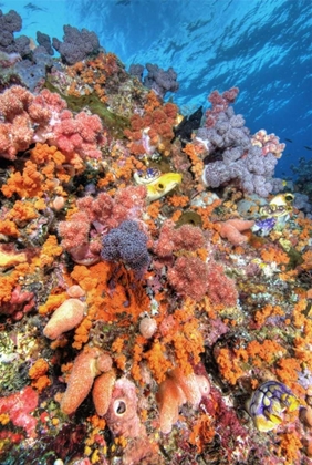 Picture of INDONESIA, PAPUA VIBRANT CORAL REEF SCENIC
