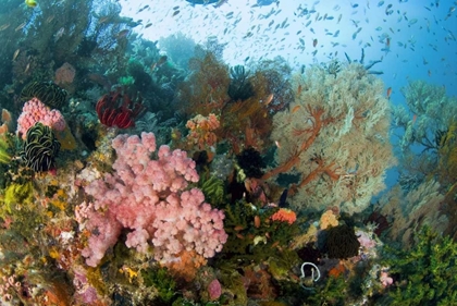 Picture of INDONESIA, KOMODO NP COLORFUL CORAL ON REEF