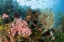 Picture of INDONESIA, KOMODO NP COLORFUL CORAL ON REEF