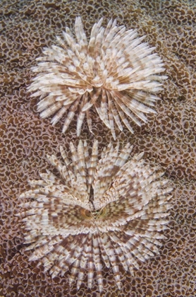 Picture of INDONESIA, KOMODO NP CLOSE-UP OF TUBE WORMS