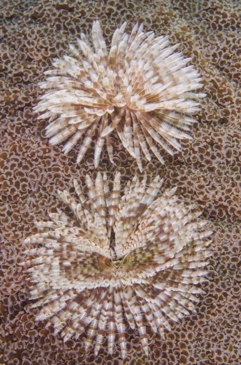 Picture of INDONESIA, KOMODO NP CLOSE-UP OF TUBE WORMS