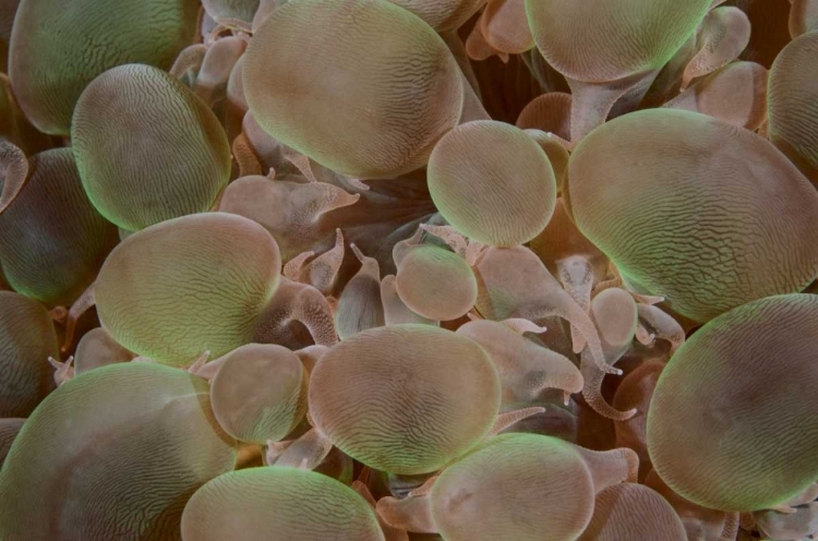 Picture of INDONESIA, KOMODO NP CLOSE-UP OF HARD CORAL