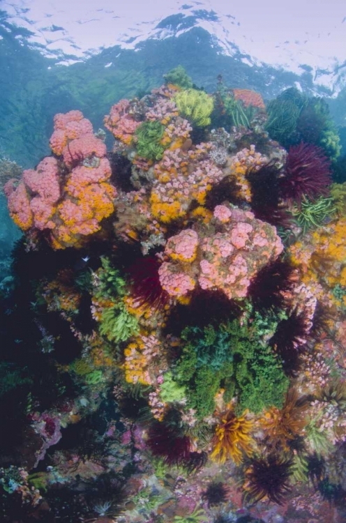 Picture of INDONESIA, KOMODO NP CLOSE-UP OF CORAL REEF