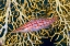 Picture of INDONESIA, RAJA AMPAT HAWKFISH AMID SEA FAN
