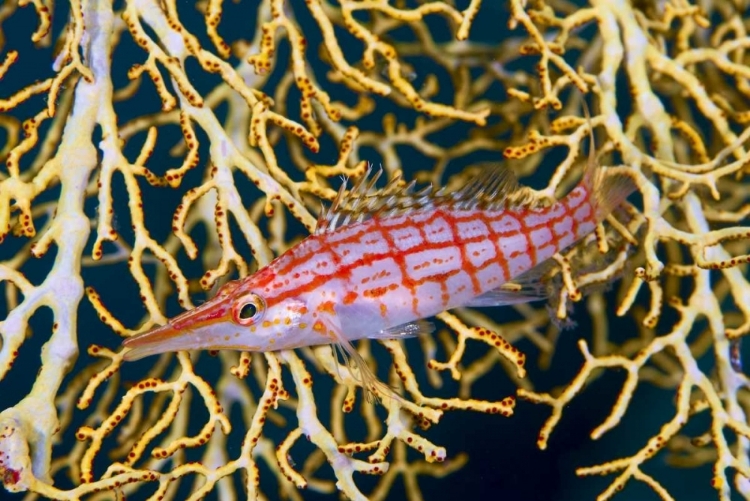 Picture of INDONESIA, RAJA AMPAT HAWKFISH AMID SEA FAN