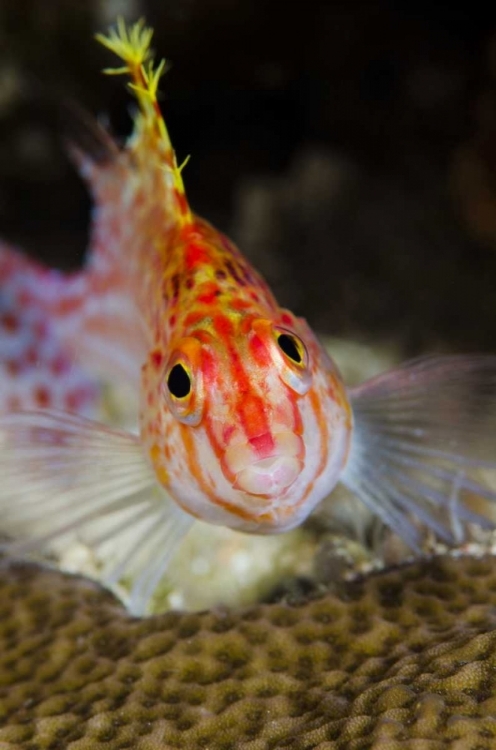 Picture of INDONESIA, PAPUA, CENDERAWASIH BAY HAWKFISH