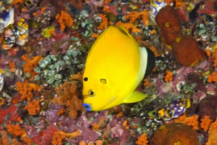 Picture of ANGELFISH, IRIAN JAYA, WEST PAPUA, INDONESIA