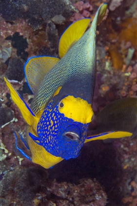 Picture of ANGELFISH, IRIAN JAYA, WEST PAPUA, INDONESIA