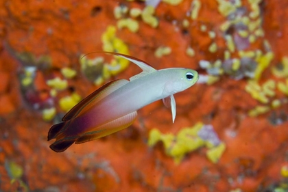 Picture of INDONESIA, RAJA AMPAT A FIRE GOBY AND CORAL
