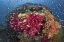 Picture of INDONESIA, PAPUA, RAJA AMPAT CORALS ON REEF