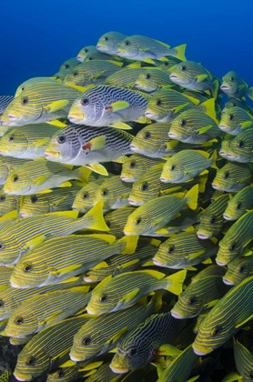 Picture of INDONESIA, PAPUA, RAJA AMPAT SWEETLIPS FISH