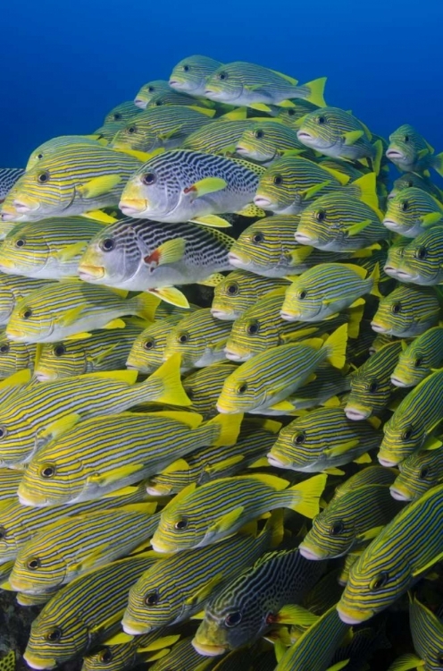 Picture of INDONESIA, PAPUA, RAJA AMPAT SWEETLIPS FISH