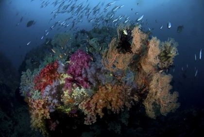 Picture of INDONESIA, PAPUA, RAJA AMPAT CORAL AND FISH