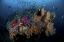 Picture of INDONESIA, PAPUA, RAJA AMPAT CORAL AND FISH