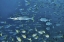 Picture of INDONESIA, PAPUA, RAJA AMPAT SCHOOLING FISH