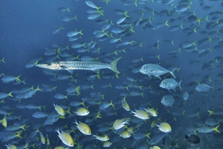 Picture of INDONESIA, PAPUA, RAJA AMPAT SCHOOLING FISH