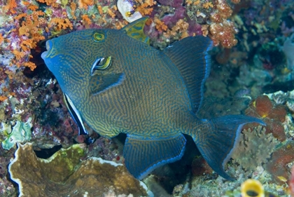 Picture of INDONESIA CLEANER WRASSE FISH ON CORAL REEF
