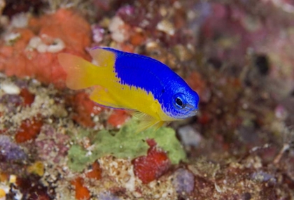 Picture of INDONESIA DAMSELFISH SWIMS AMONG CORAL REEF