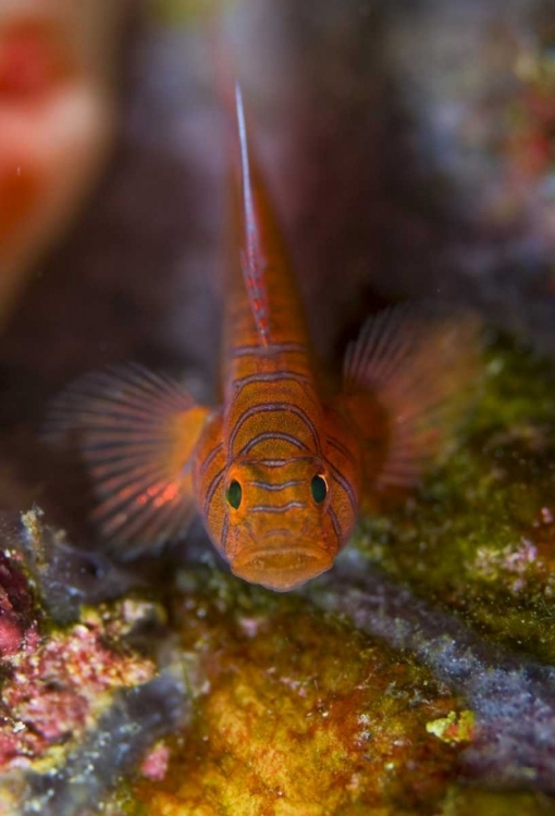 Picture of INDONESIA, RAJA AMPAT GOBY FISH ABOVE CORAL