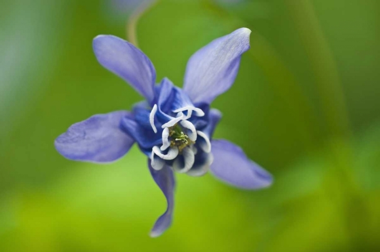 Picture of CANADA, MANITOBA, WINNIPEG BLUE COLUMBINE FLOWER