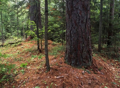 Picture of CANADA, ONTARIO, TEMAGAMI, OLD GROWTH PINE FOREST