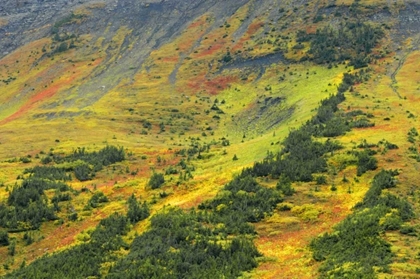 Picture of CANADA, ALBERTA AUTUMN IN THE CANADIAN ROCKY MTS