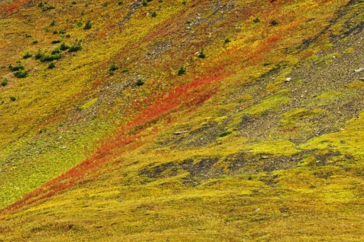 Picture of CANADA, ALBERTA AUTUMN IN THE CANADIAN ROCKY MTS