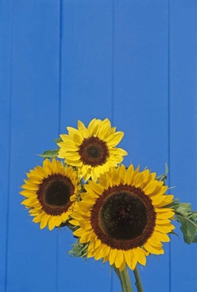 Picture of CANADA, MANITOBA, WINNIPEG SUNFLOWERS BY A FENCE