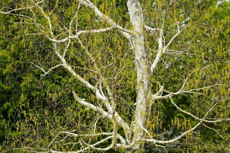Picture of CANADA, DORSET BIRCH TREE WITH CATKINS IN SPRING