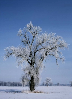 Picture of CANADA, ST ADOLPHE, HOARFROST ON COTTONWOOD TREE