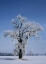 Picture of CANADA, ST ADOLPHE, HOARFROST ON COTTONWOOD TREE
