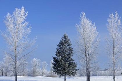 Picture of CANADA, BIRDS HILL PP TREES COVERED IN HOARFROST