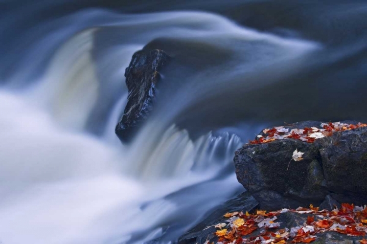 Picture of CANADA, EMSDALE MAPLE LEAVES BY MAGNETEWAN RIVER